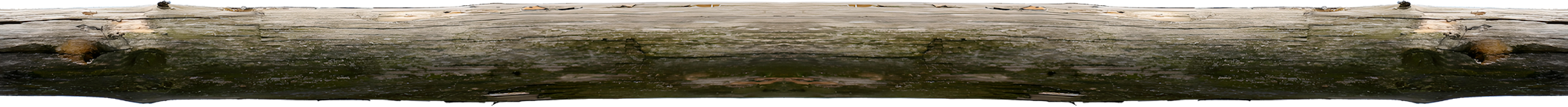 Tree trunk section divider